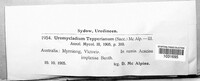 Uromycladium tepperianum image